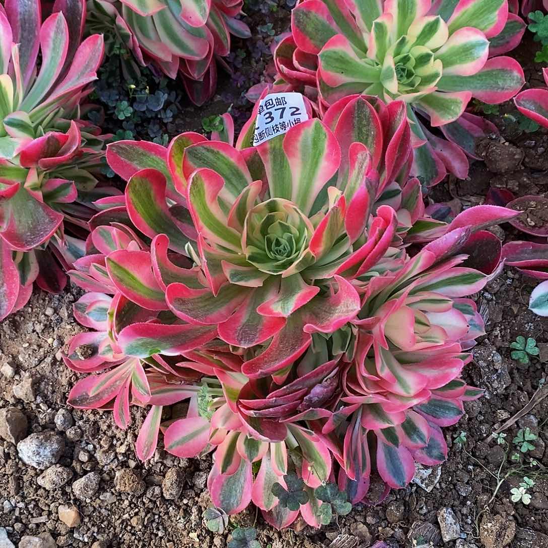 372女巫多肉法师锦多肉