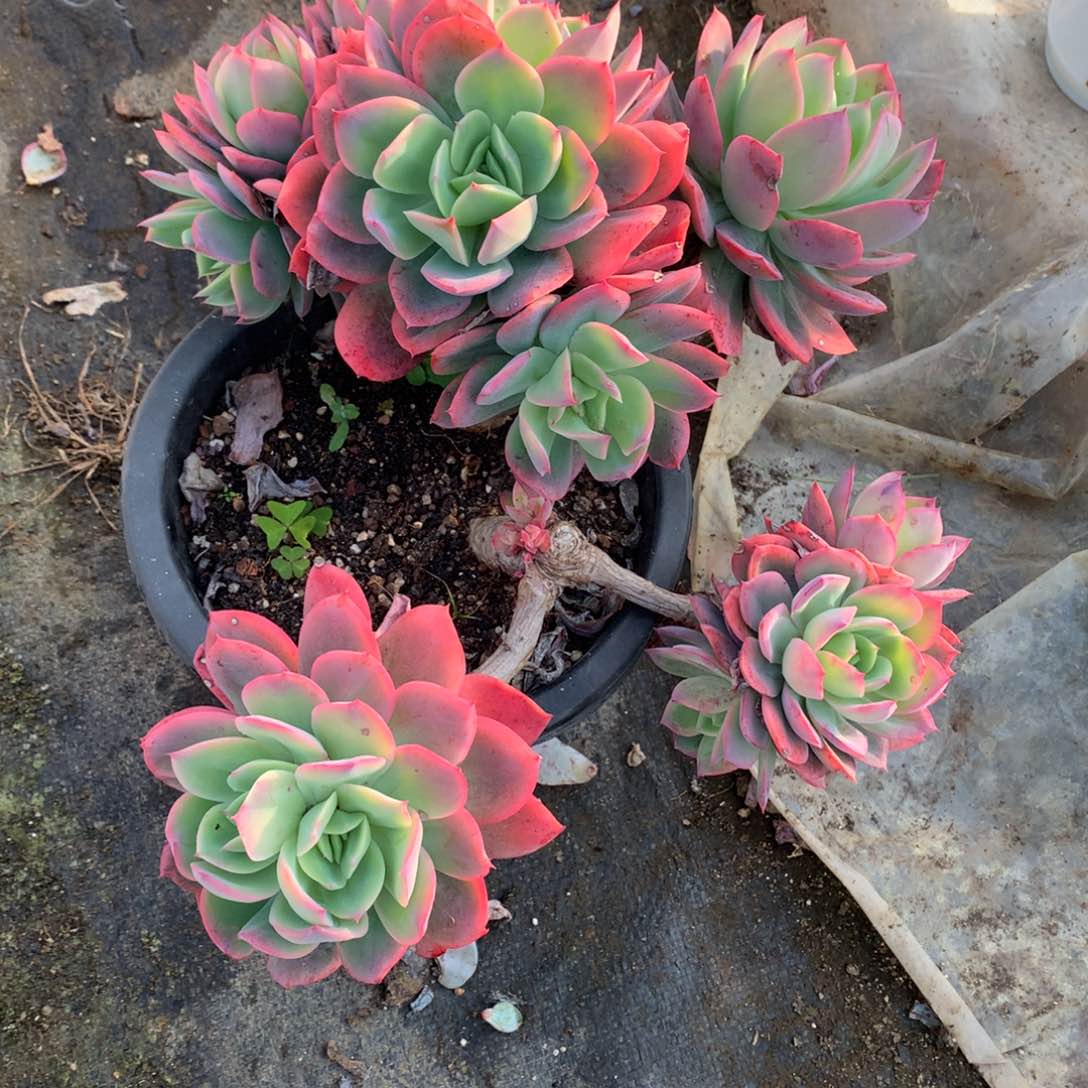 B****e绮罗仙子一物一拍