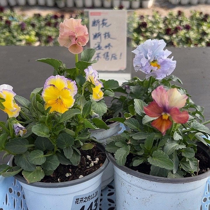 少量花朵（建议范围：2朵-5朵 或40%以下）001号