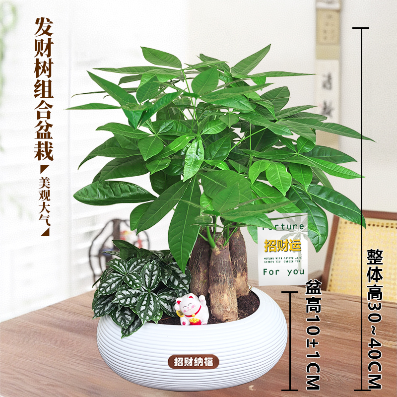 【发财树组合盆栽】冰水花室内盆栽30~40CM好养活客厅办公室桌面