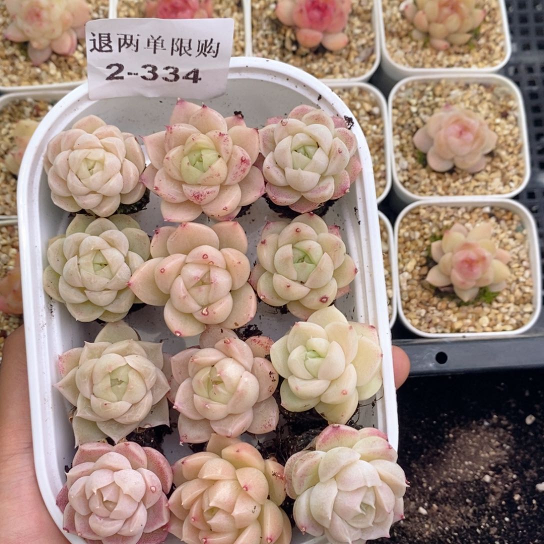 2-334 新疆西藏内蒙不发其他一单包邮两到三公分多肉