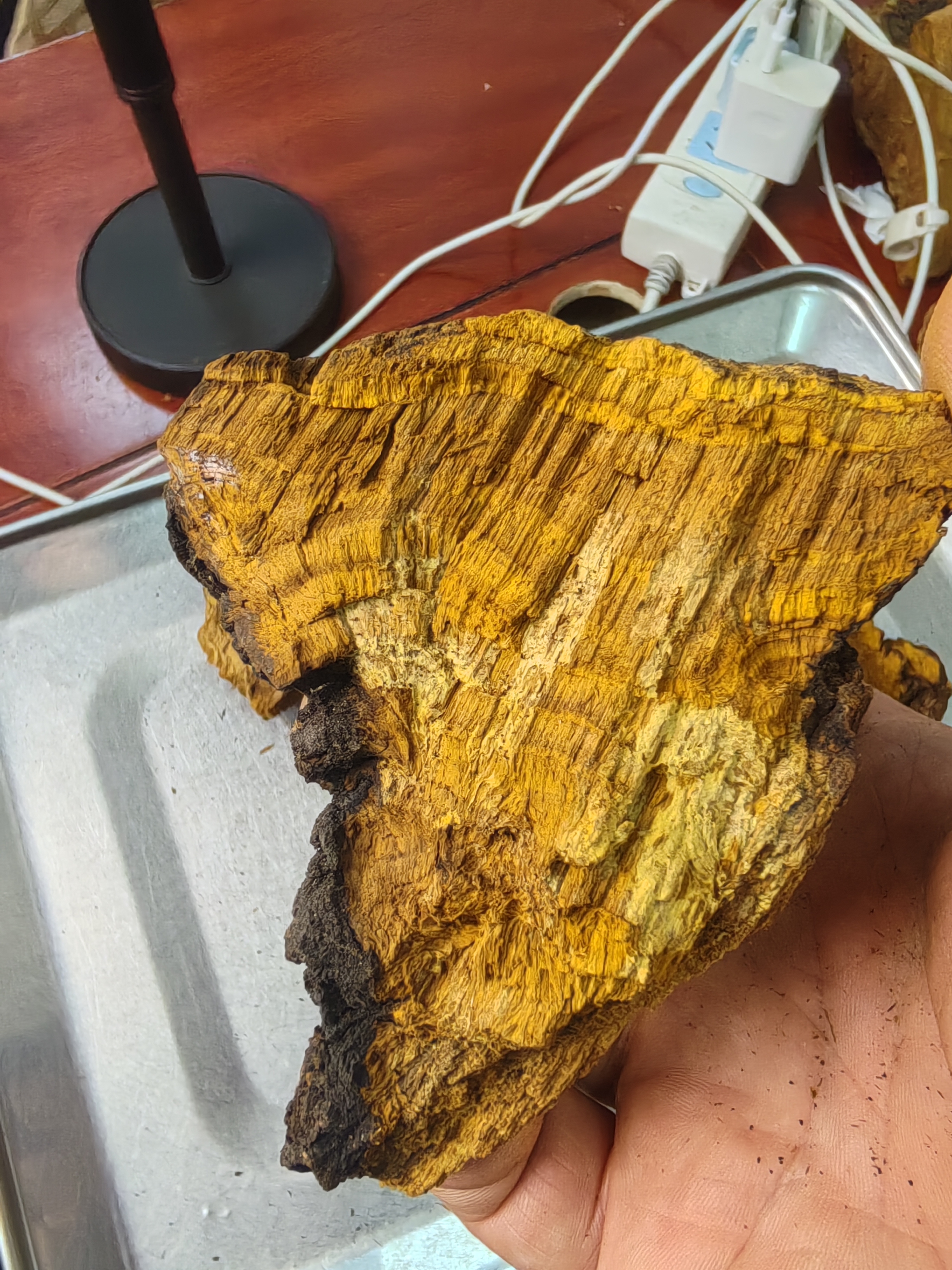 高山高海拔桑树桑黄老断块