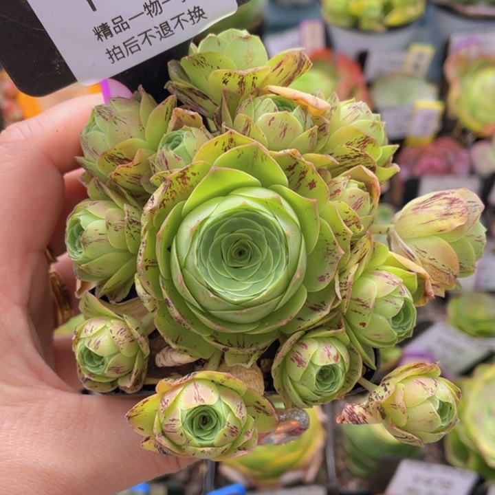 童话气球一物一拍610