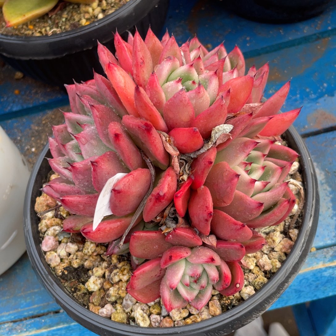 无花朵若如东云组拍D269