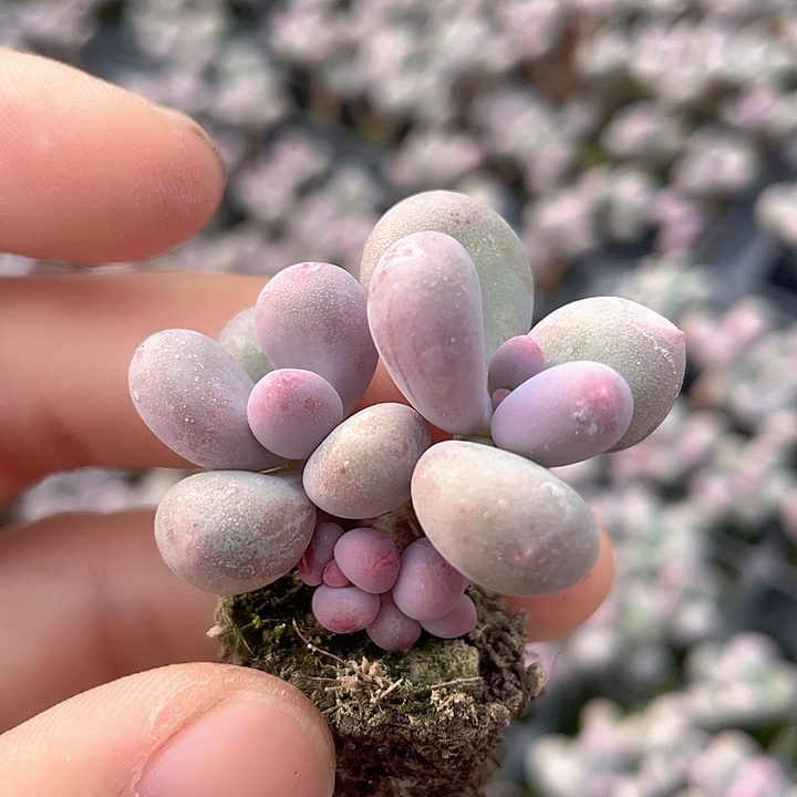 一我一拍满18包邮