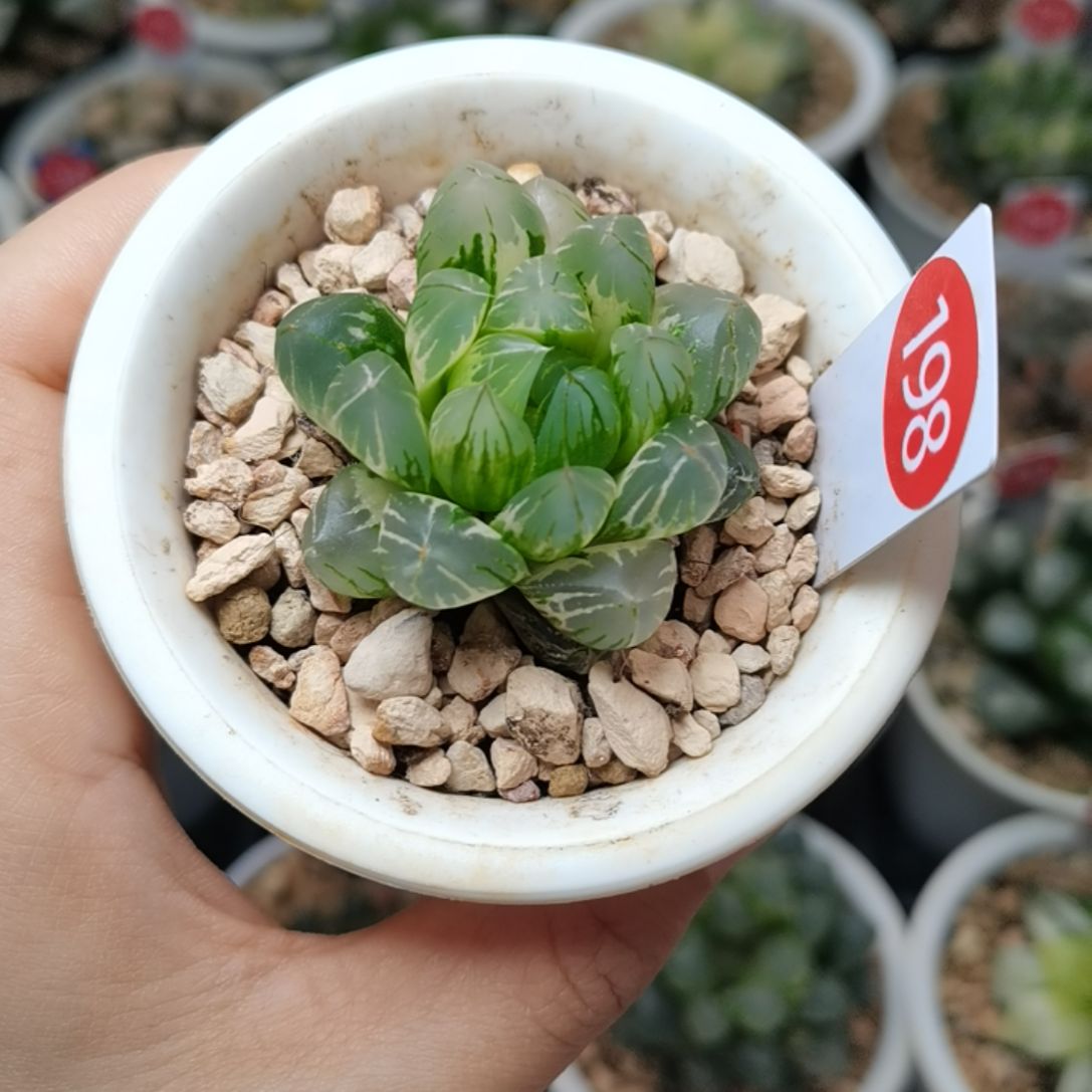 198号实生玉露锦一物一拍带盆土发货