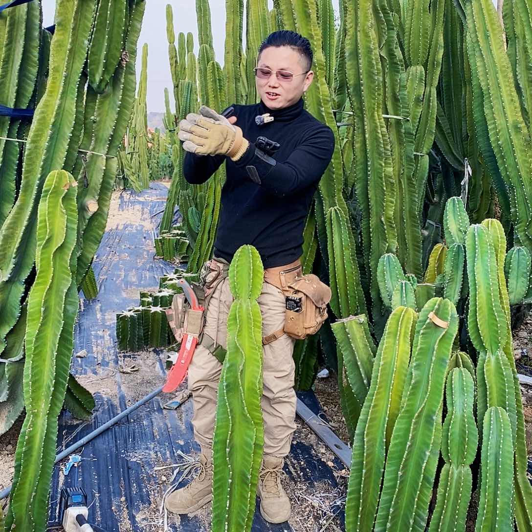 秘鲁苹果高度1米左右（7）