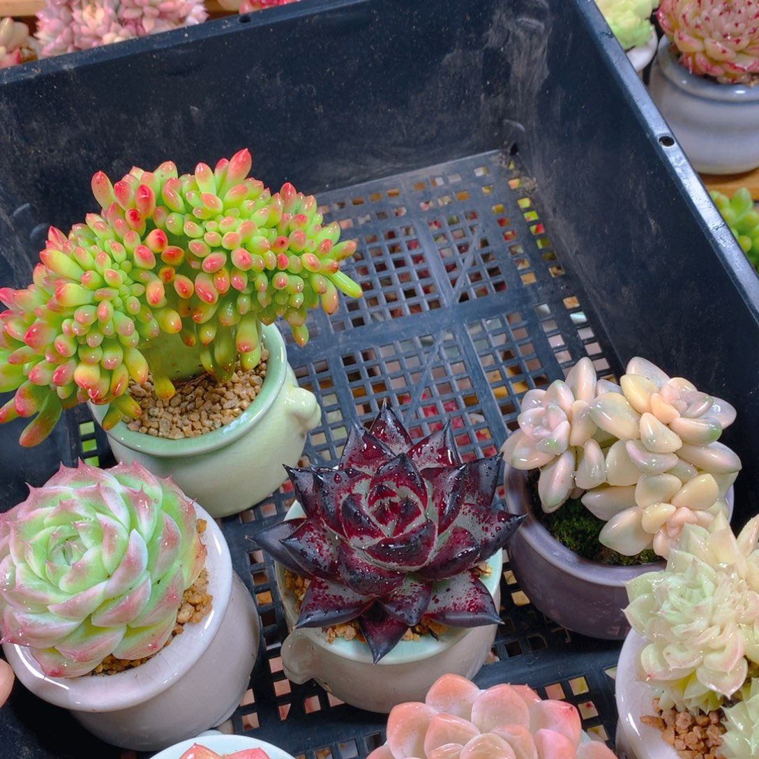 个****小尾巴多肉园艺5CM迷你拇指盆栽910