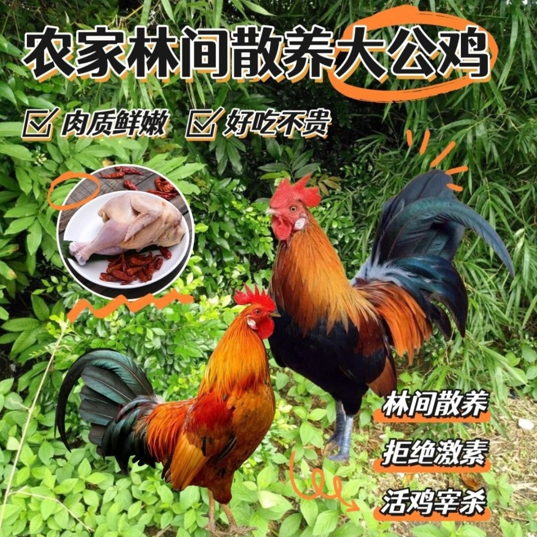 两只散养大公鸡共十斤＋一斤鸡胗共十一斤（顺丰冷链）
