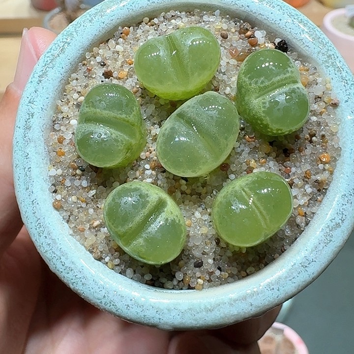 红陶蘑菇310绿眼睛