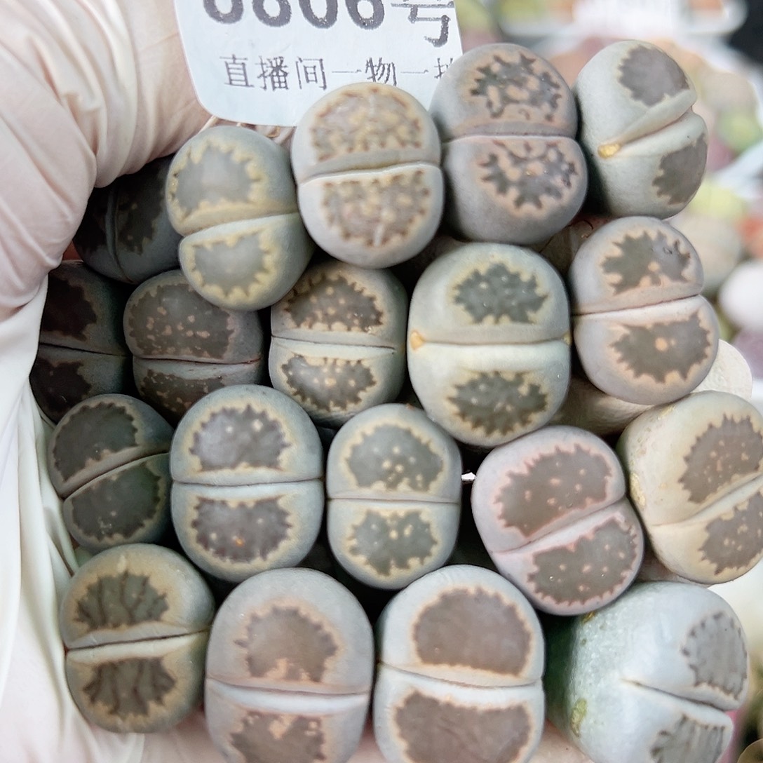 8806 好养易活生石花大母本19个