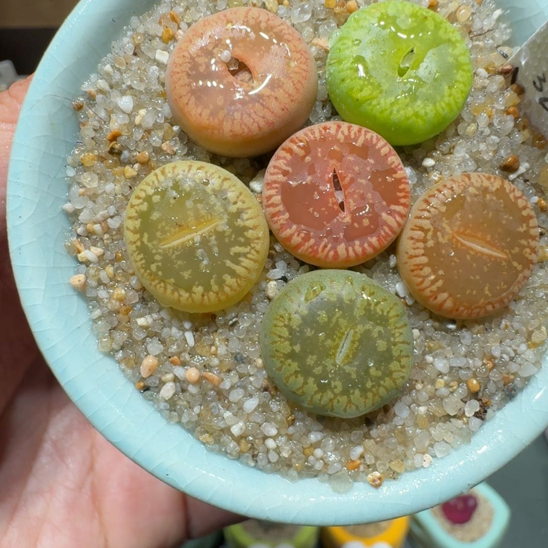 红陶蘑菇223彩虹日轮