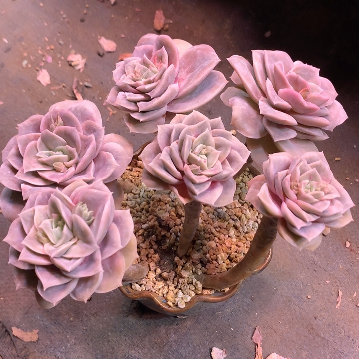 可爱玫瑰多肉植物changguo