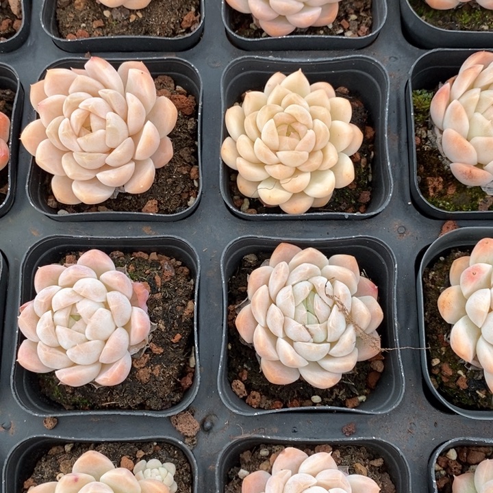 158玫瑰爪单头 福利多多