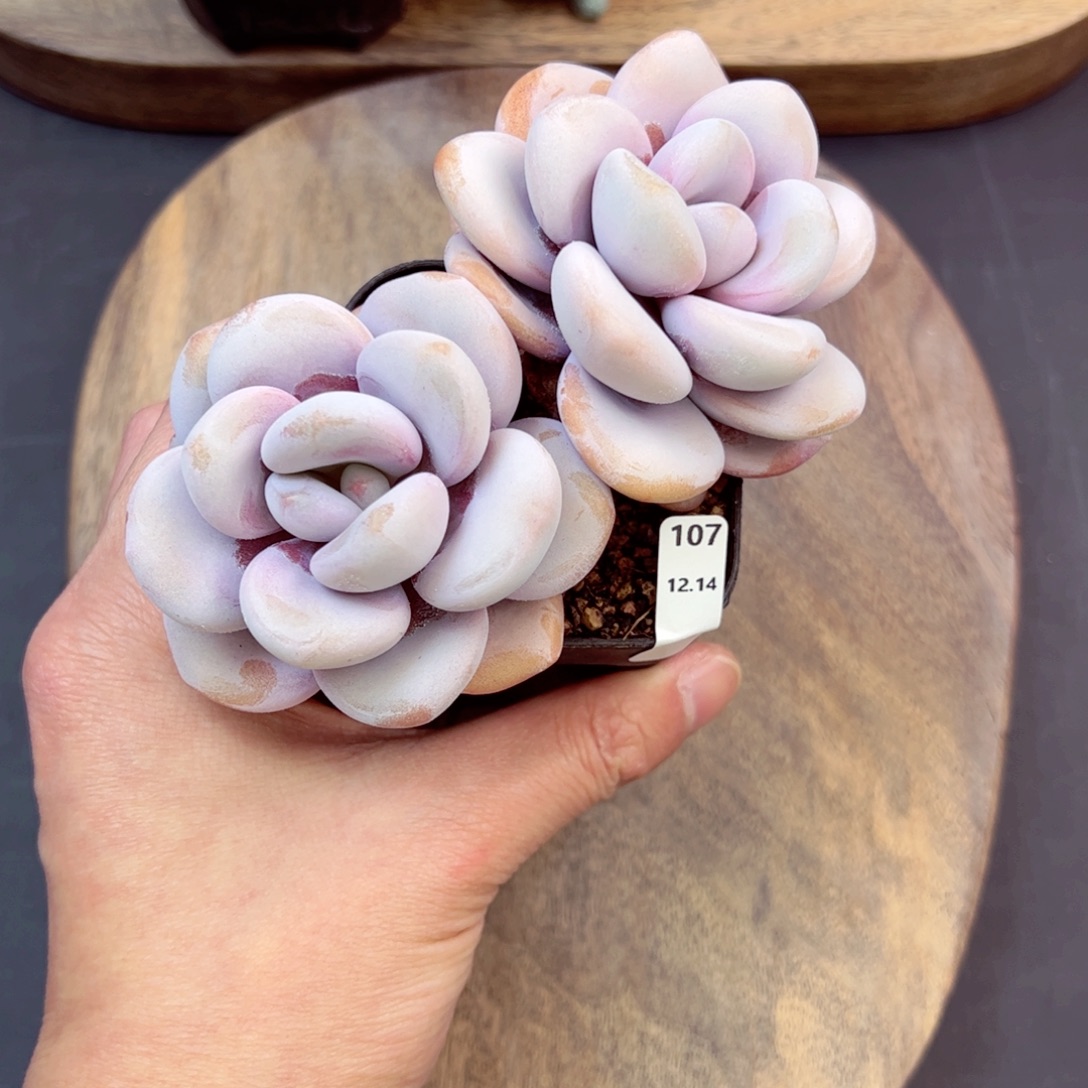 好好看看107、哈哈哈哈