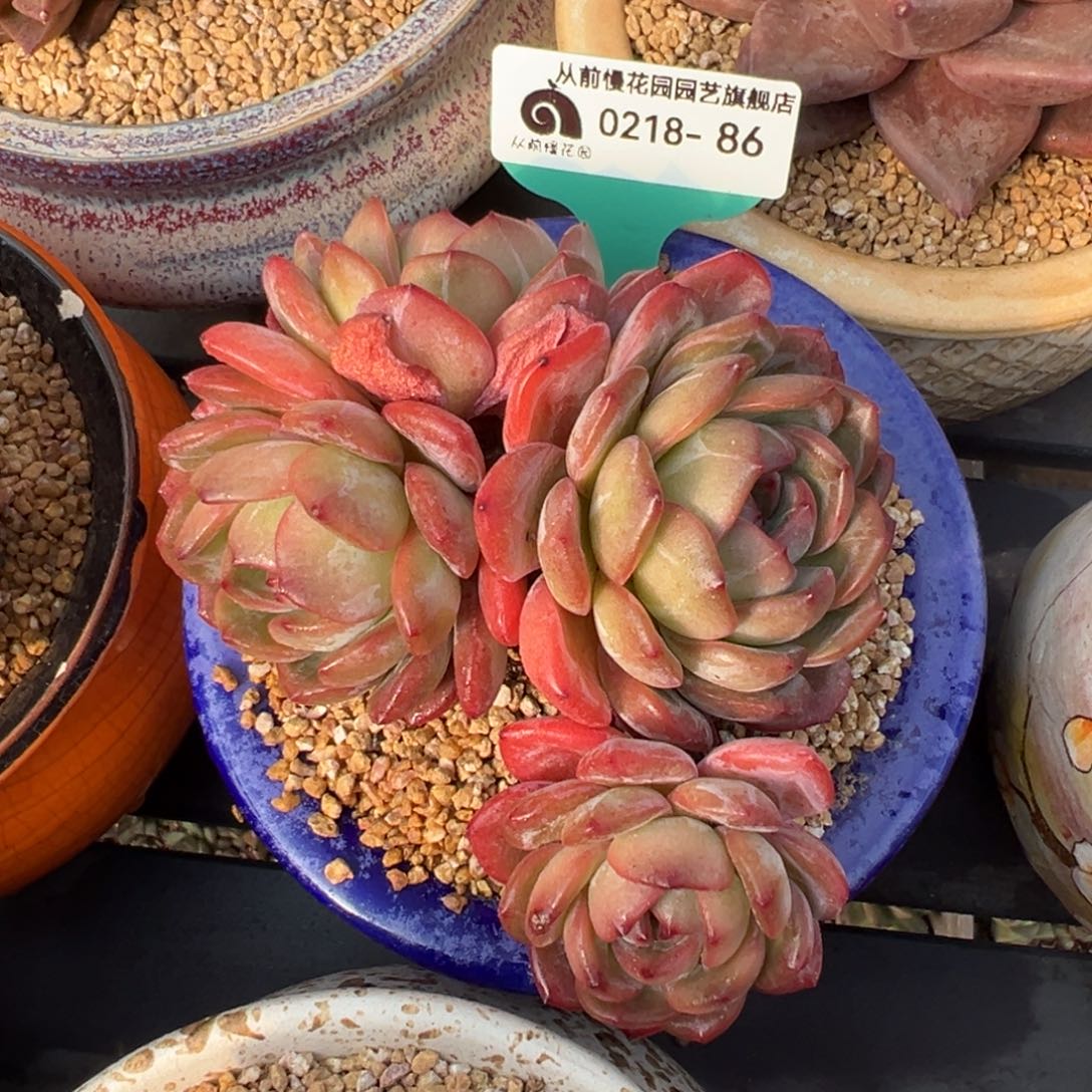 从前慢多肉精选编号0218.86