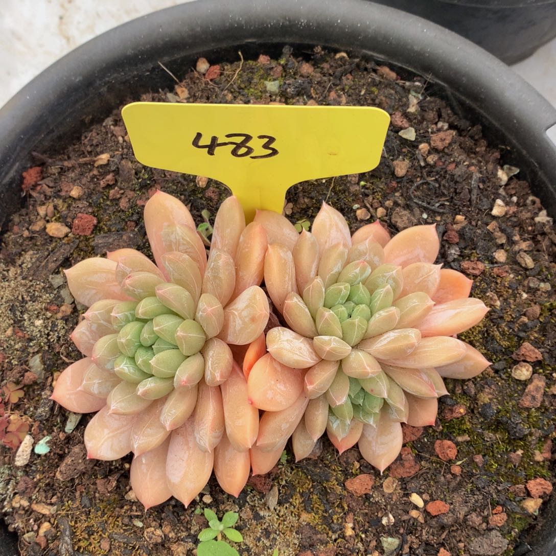 百达翡翠727272727272