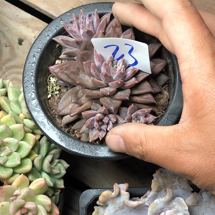 开*23////////////////