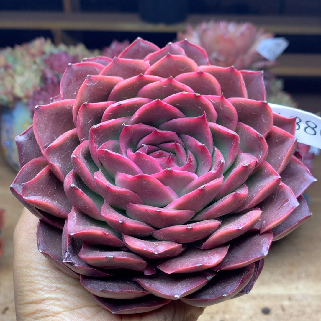 1880杂交精品基地12冠