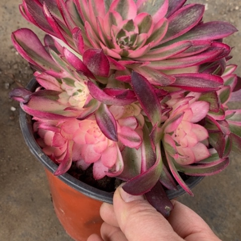 76荔枝多肉清棚福利