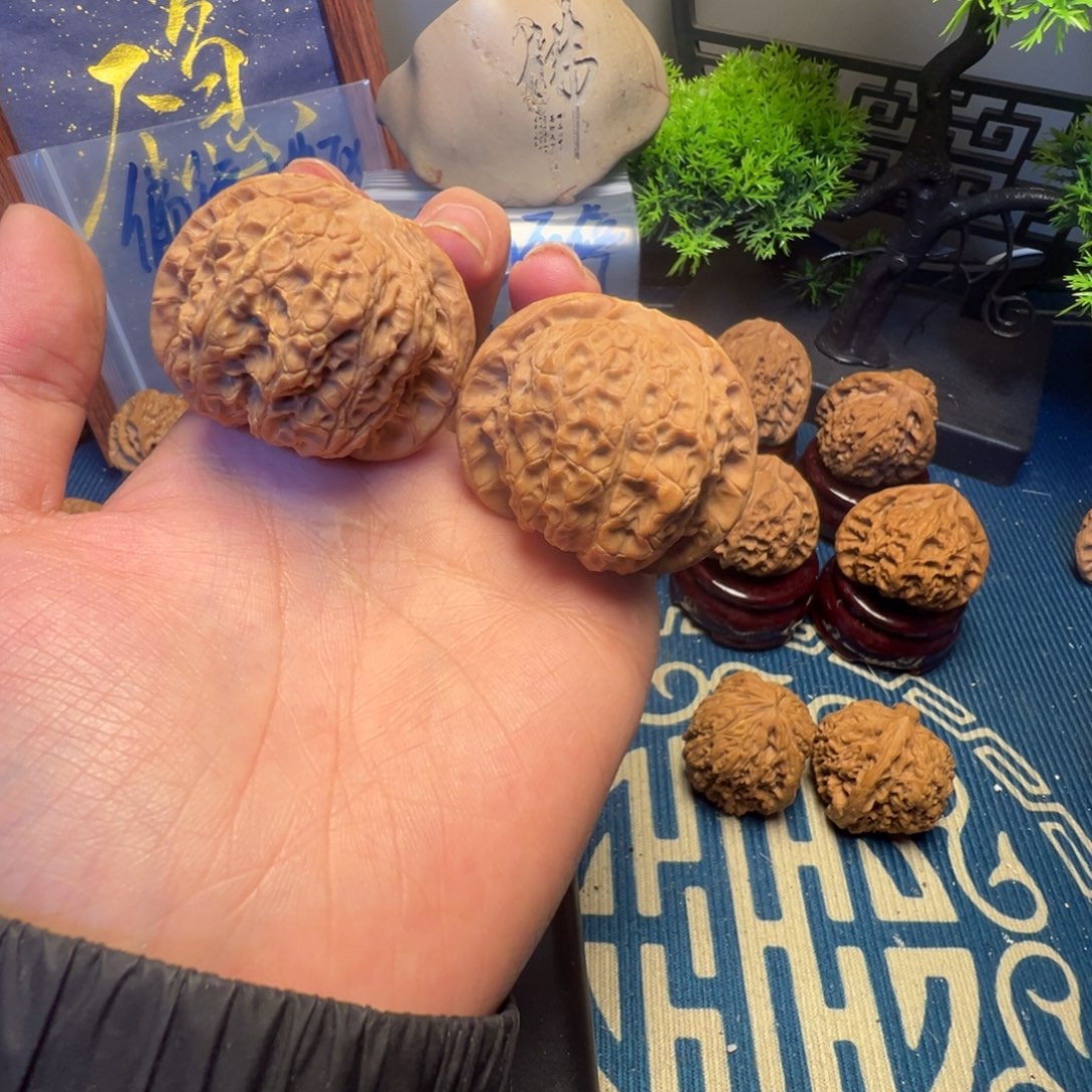 白***嘞46尺血麒麟黄金甲