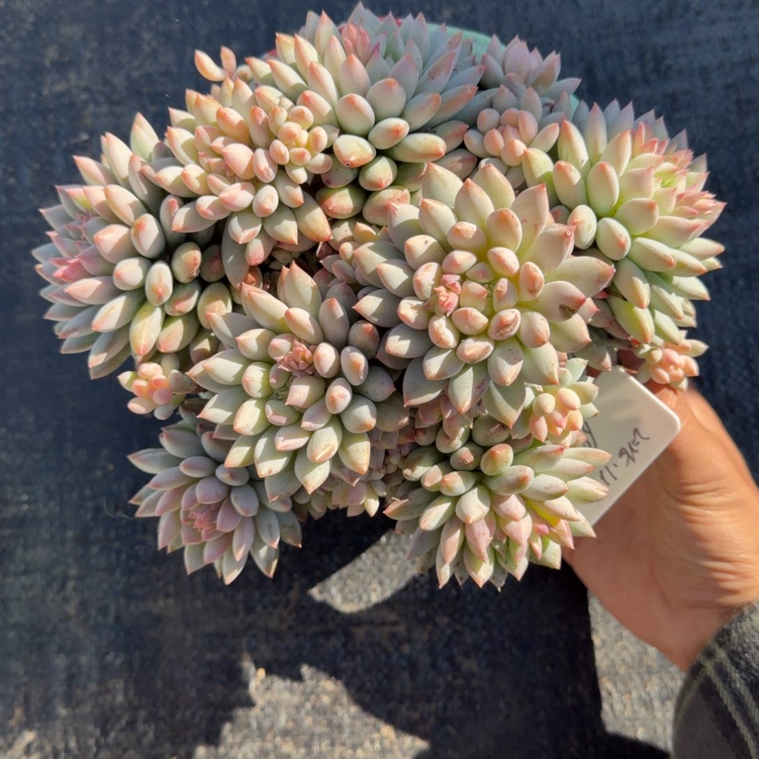 一物一拍精控明珠美人68