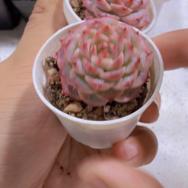 糖心天鹅绒福利一颗