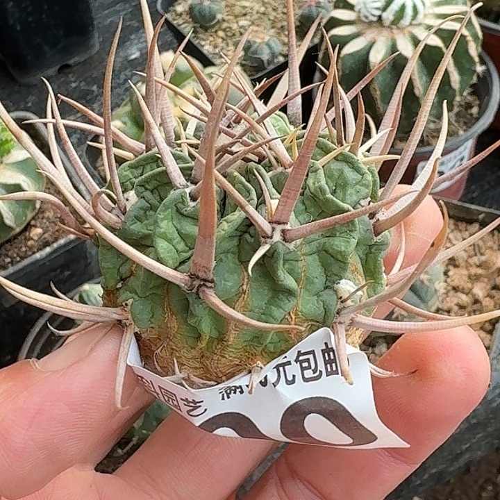 无花朵自根龙剑390