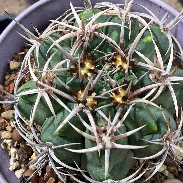 孤品实生控养五十铃碧岩玉超级多刺（14刺）9.5cm