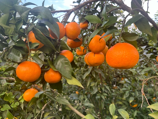 绿植苗木一物一拍