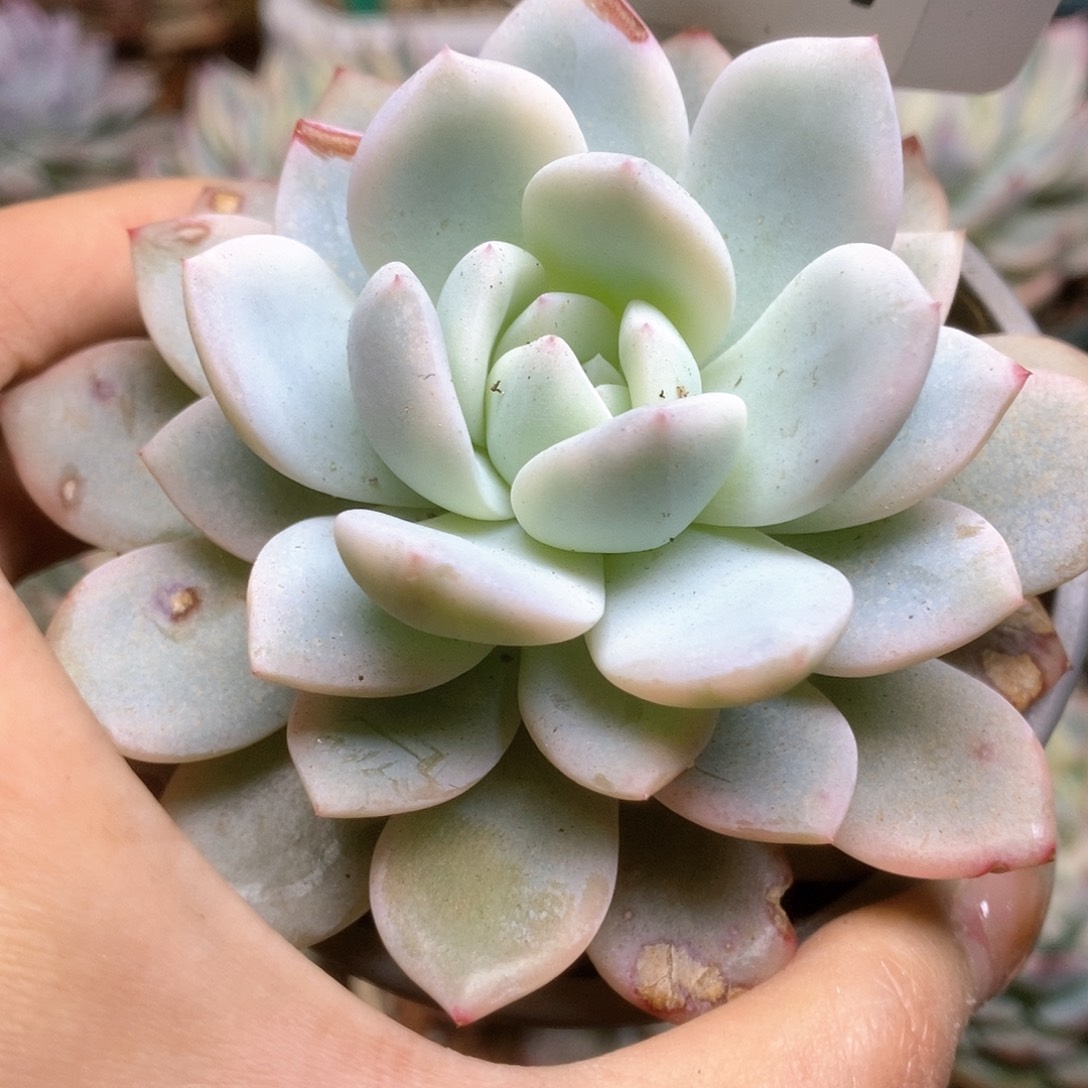 021梦露锦锦锦锦锦锦