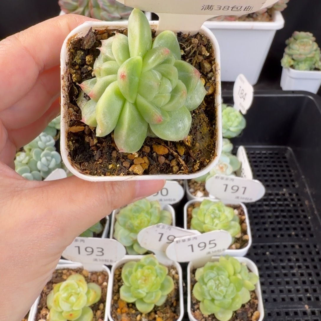 白玉珍妮三头群196号