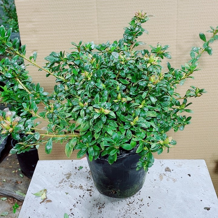 已***置完全开放娟之舞大颗