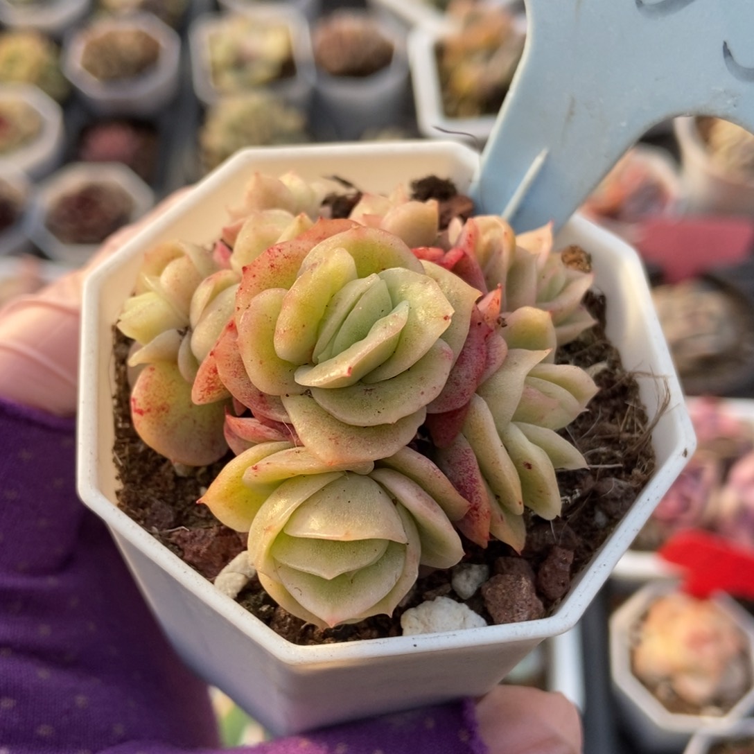 2135冰玫瑰多肉植物保护