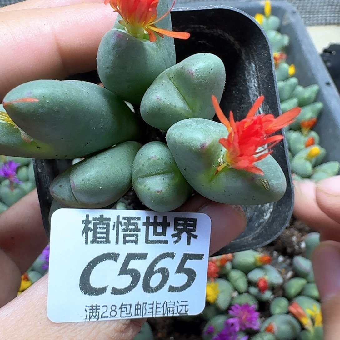 多肉植物的人啊fhnn