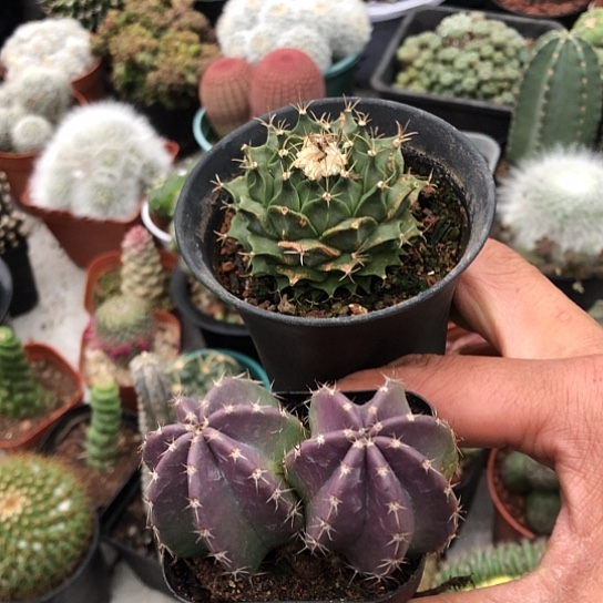 茉***开无花朵瑕疵微刺地冠处理