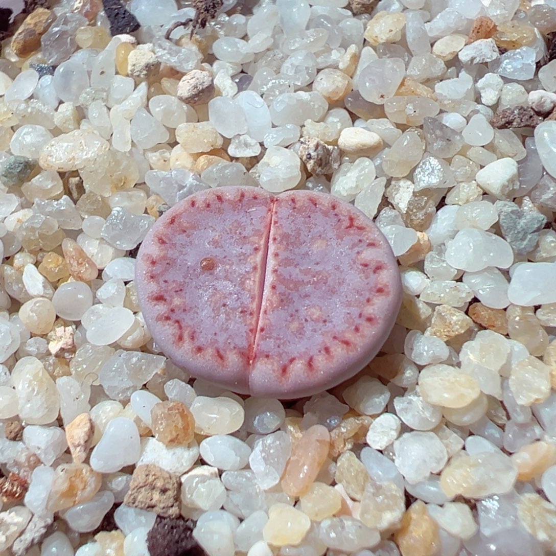 1127-695多肉多肉粉171