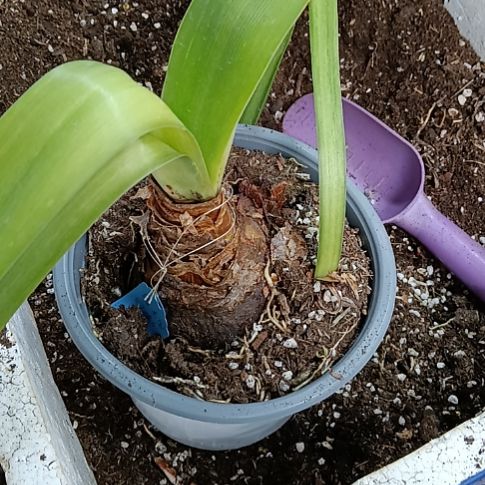 无花朵塔米塔克7.8发一个