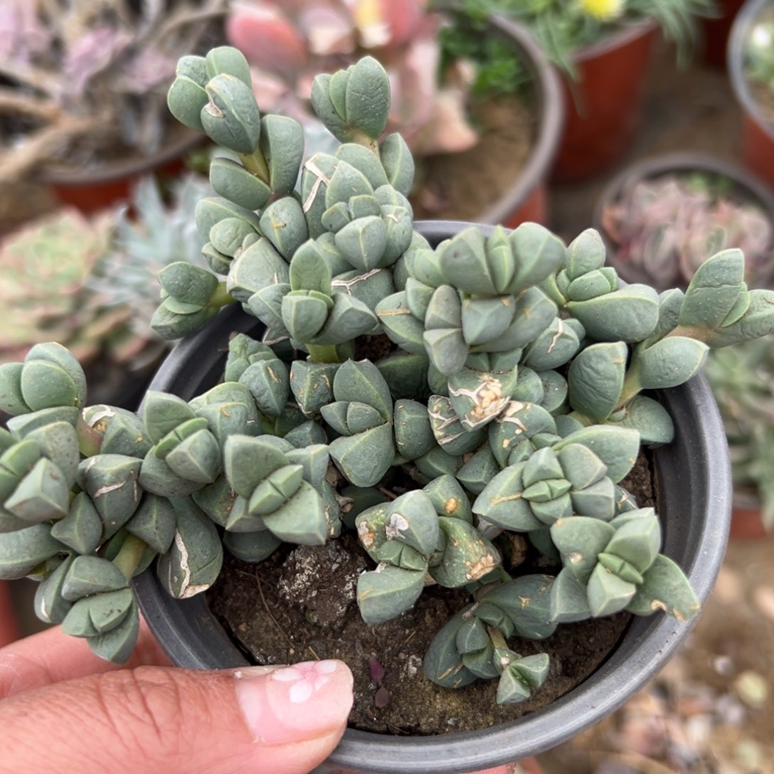 多肉植物鹿角海棠