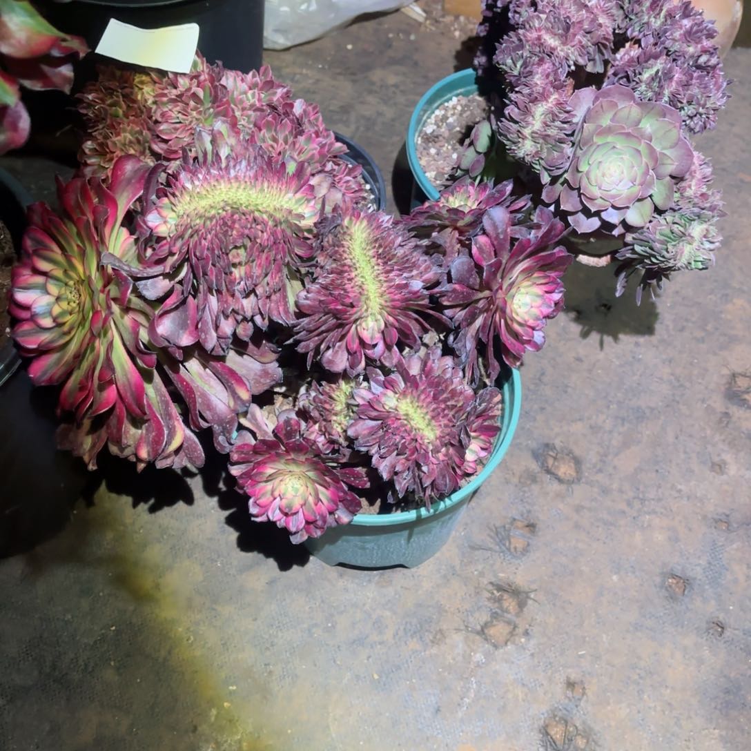 我在外面吃饭888