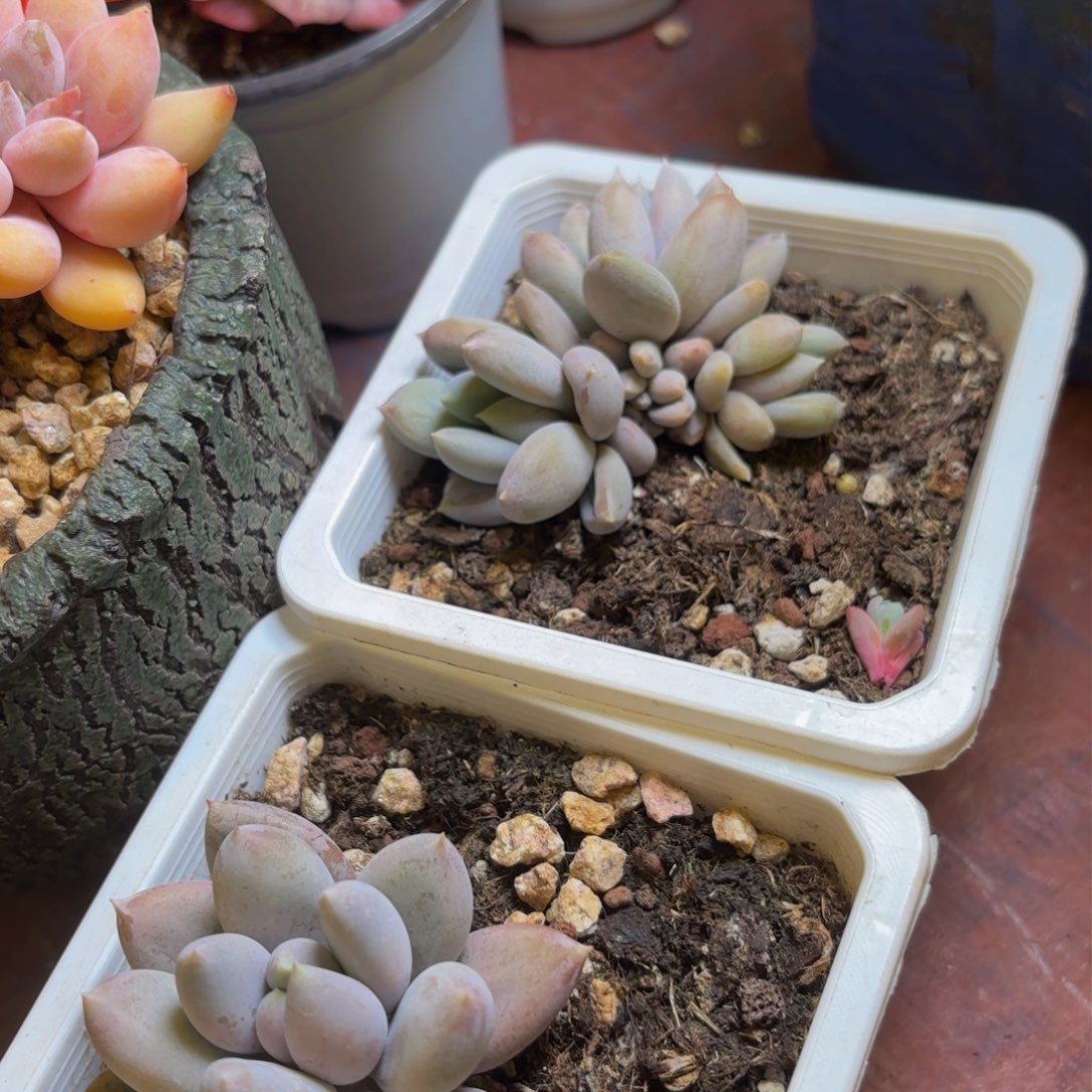 钱多豆豆多多多多