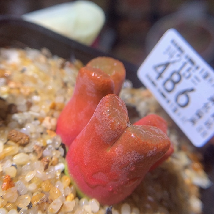 精品生石花215.486