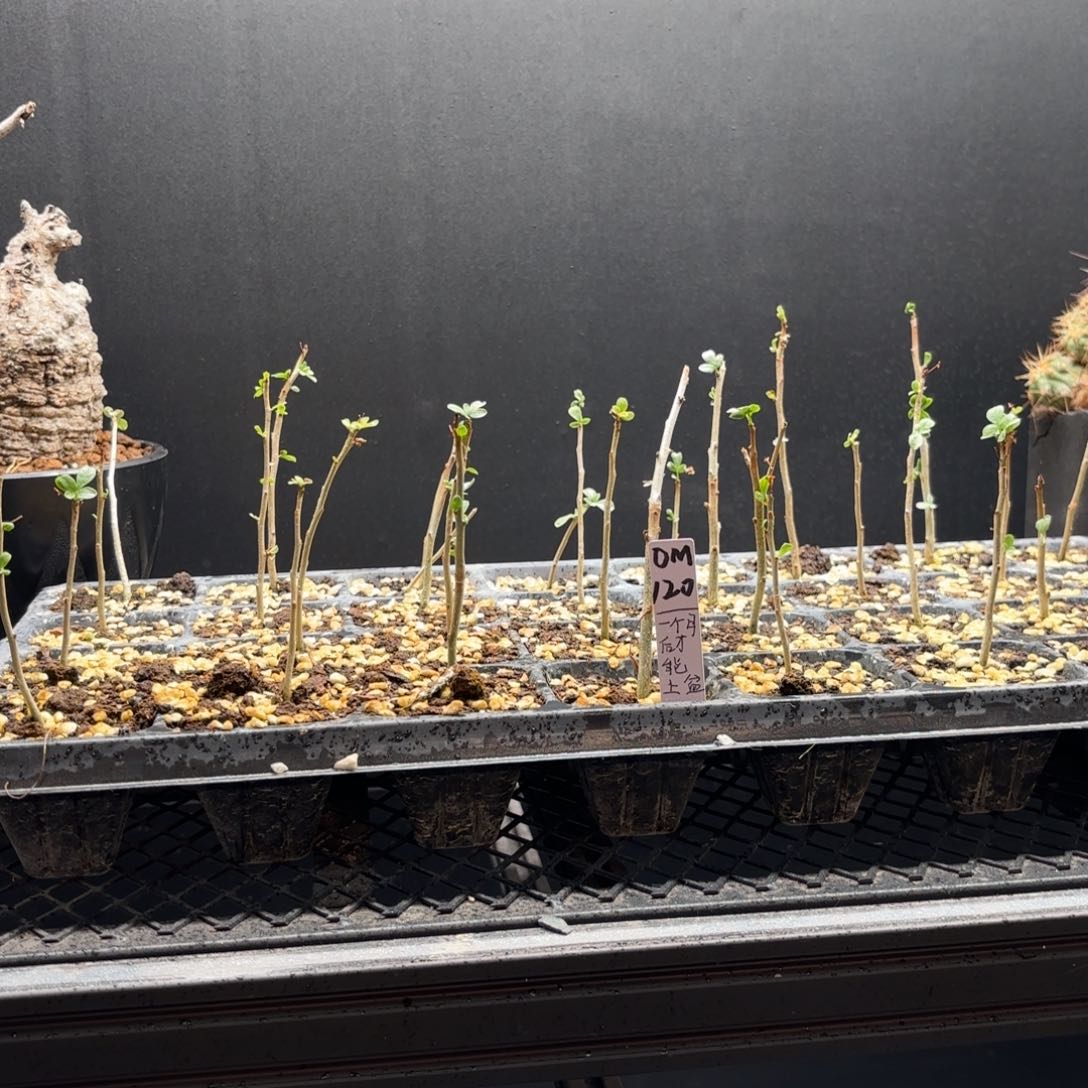 om橄榄扦插建议寄养