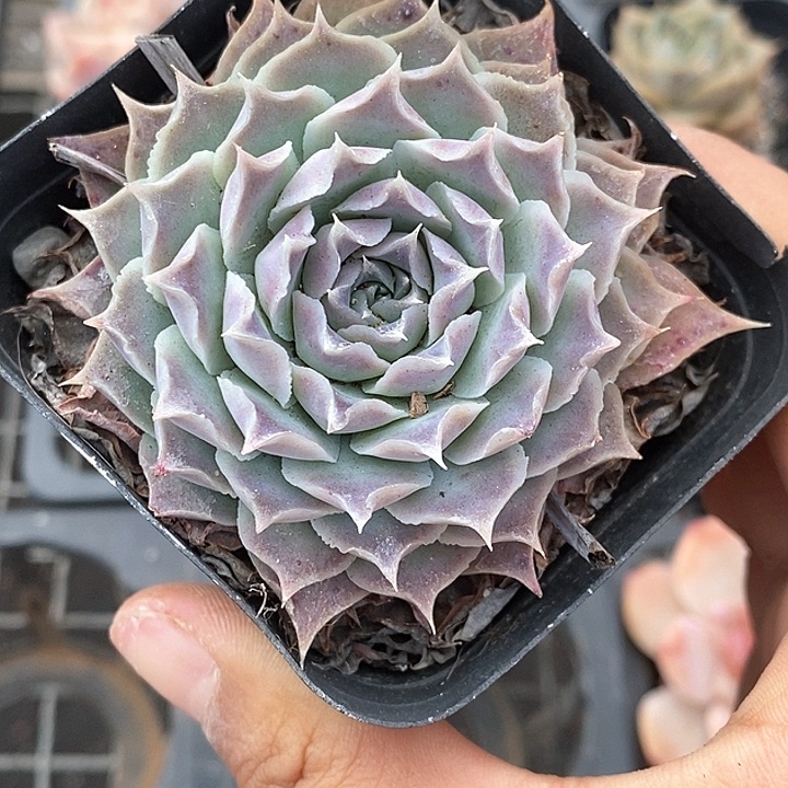 0102018月影杂元旦福利