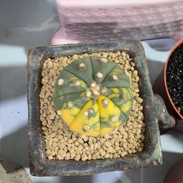 兜锦仙人球仙人球123