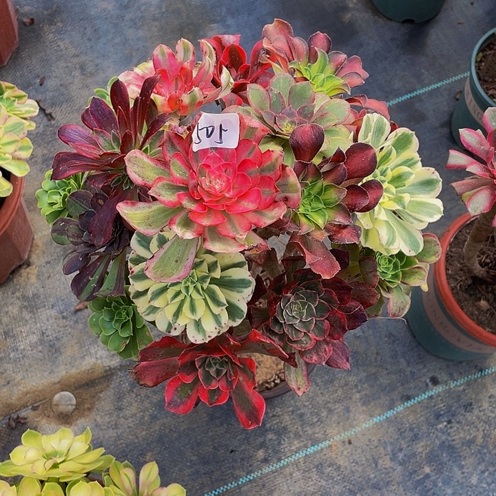 战***情架接0000000505号