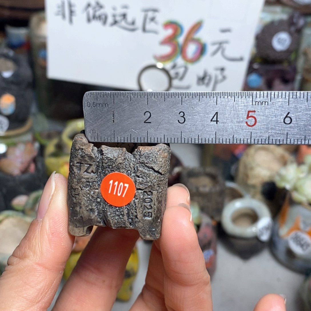 花盆拍3送一个小礼物