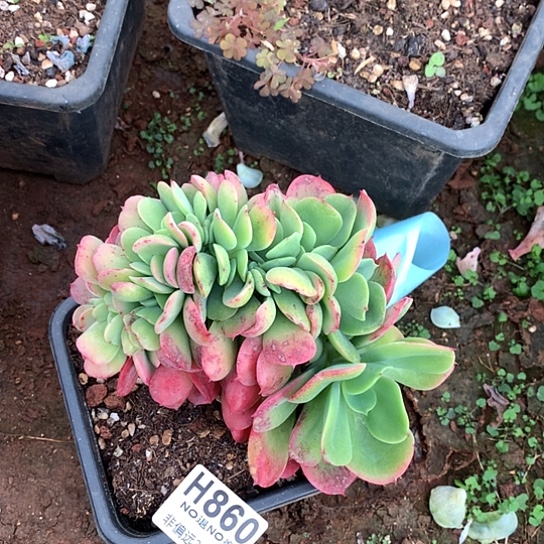 红颜容缀化860 亏本处理退款拉黑7-8天发货