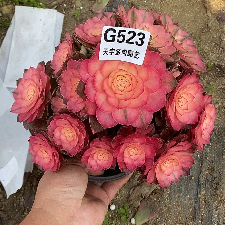 多肉植物荔枝523多肉