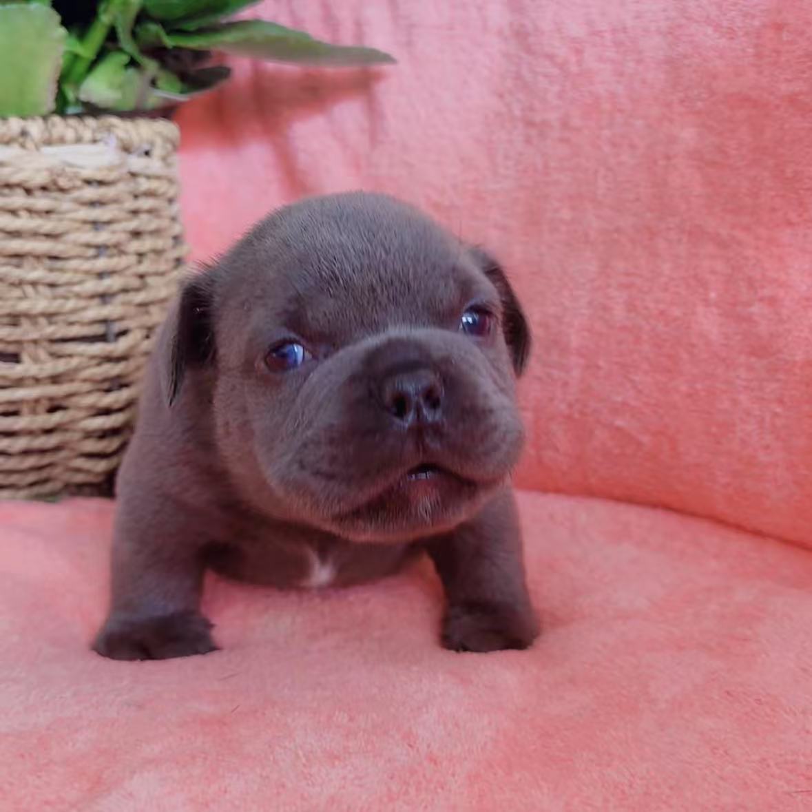 【小寻寻萌宠】狗狗活体